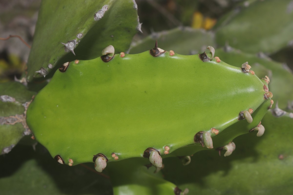 Euphorbia antiquorum L.